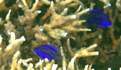 Chrysiptera springeri