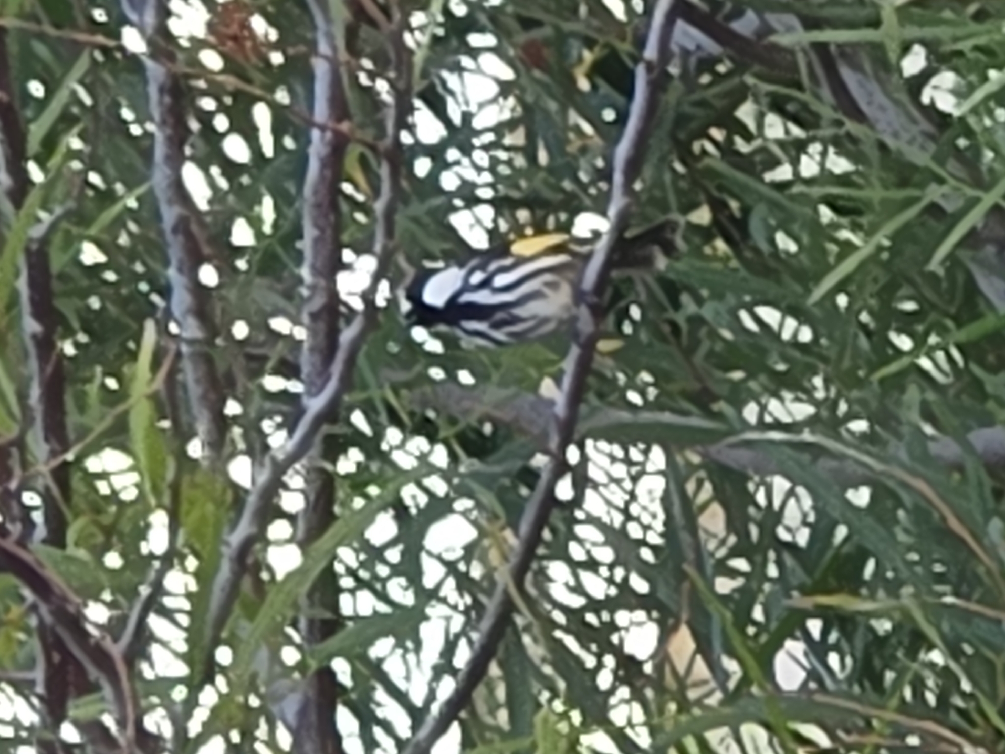 White-cheeked Honeyeater (Phylidonyris niger), photo 3