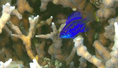 Chrysiptera springeri