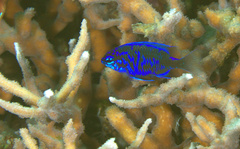 Chrysiptera springeri