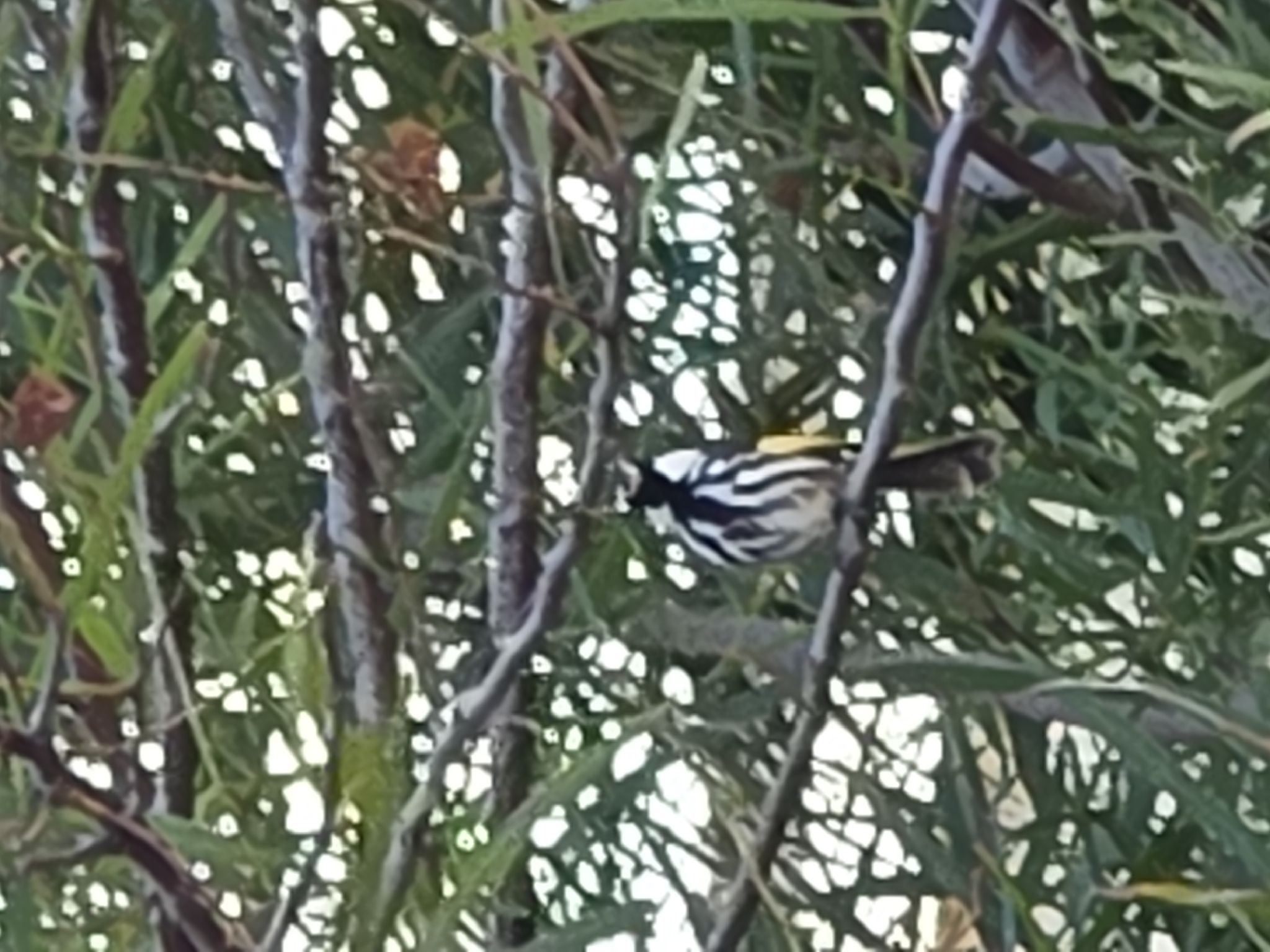 White-cheeked Honeyeater (Phylidonyris niger), photo 4