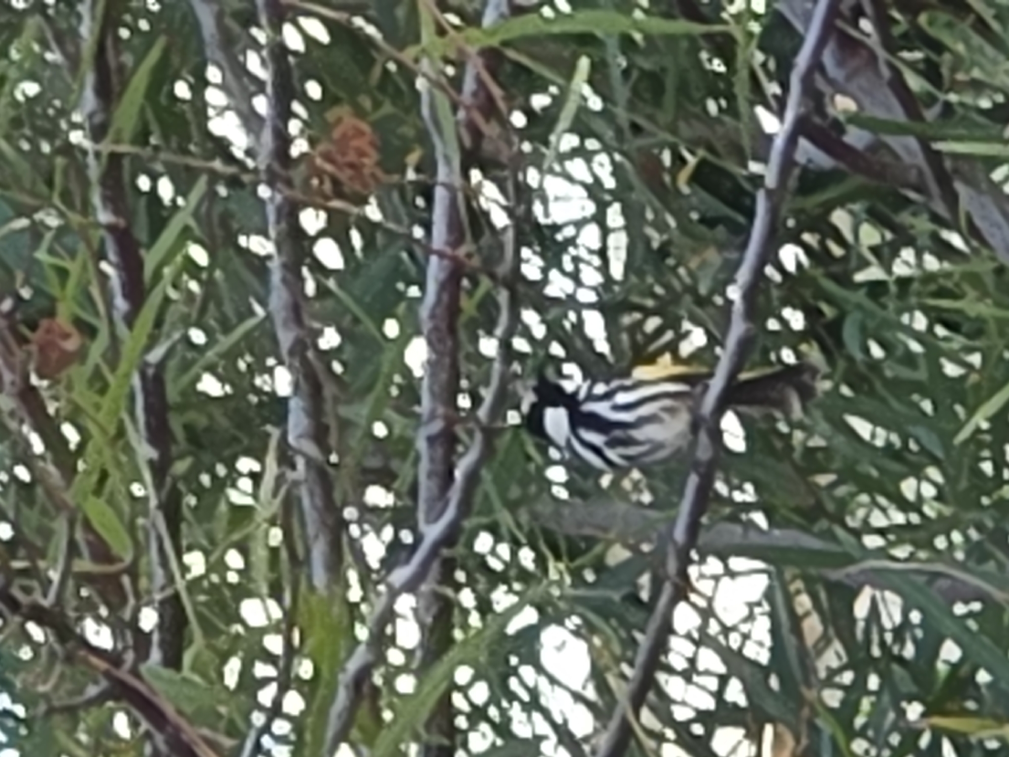 White-cheeked Honeyeater (Phylidonyris niger), photo 5