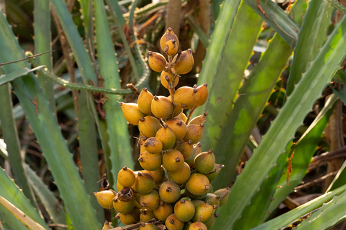 Bromelia pinguin