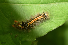 Orvasca