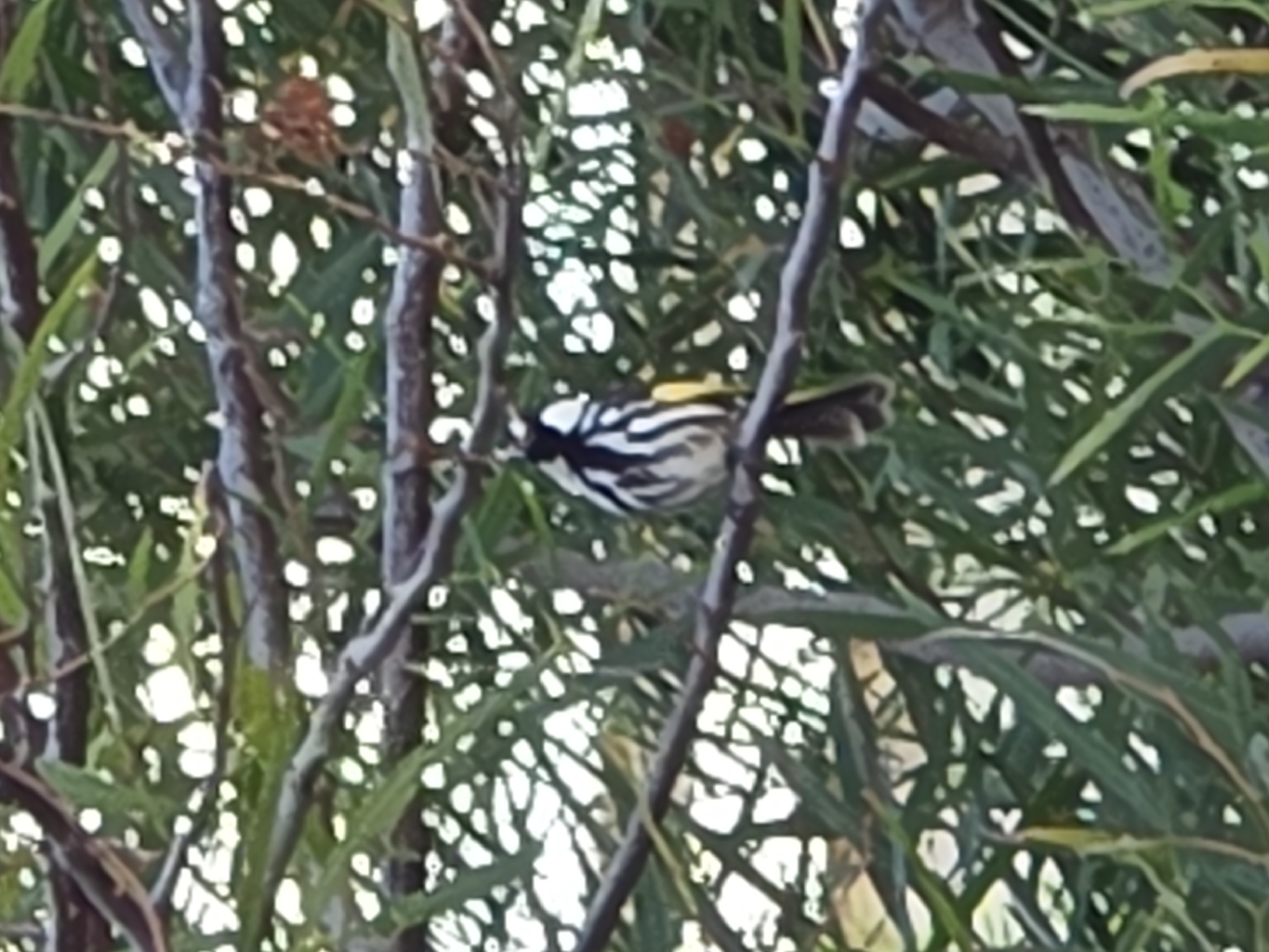 White-cheeked Honeyeater (Phylidonyris niger), photo 6