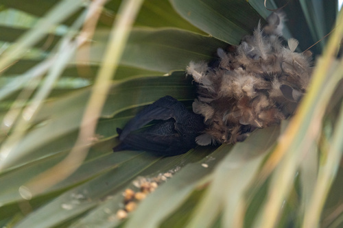 Fork-tailed Palm Swift