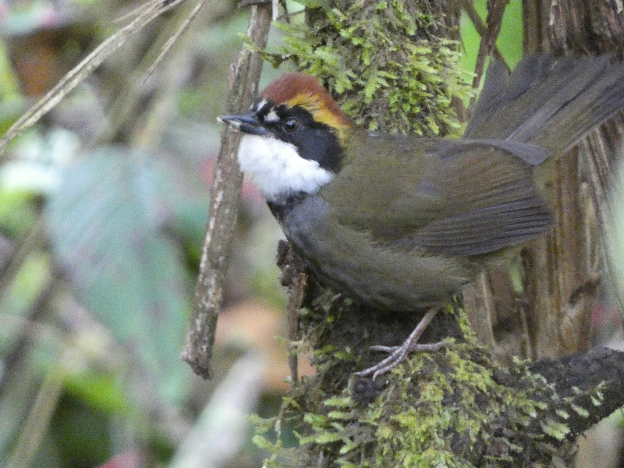 Chestnut-capped Brushfinch (Arremon brunneinucha), photo 1