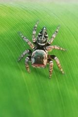 Carrhotus albosetosus