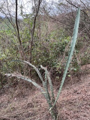 Acanthocereus cuixmalensis, photograph (c) P Gonzalez Zamora, some rights reserved (CC BY)
