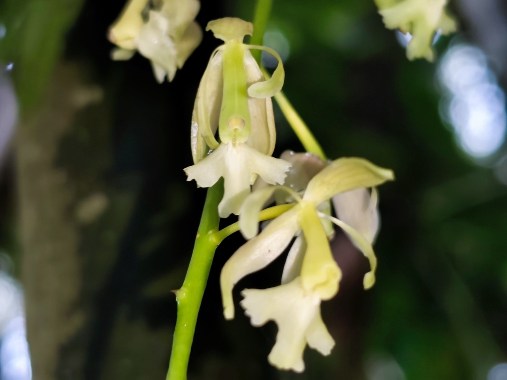 Epidendrum baezense Hágsater & Dodson 2