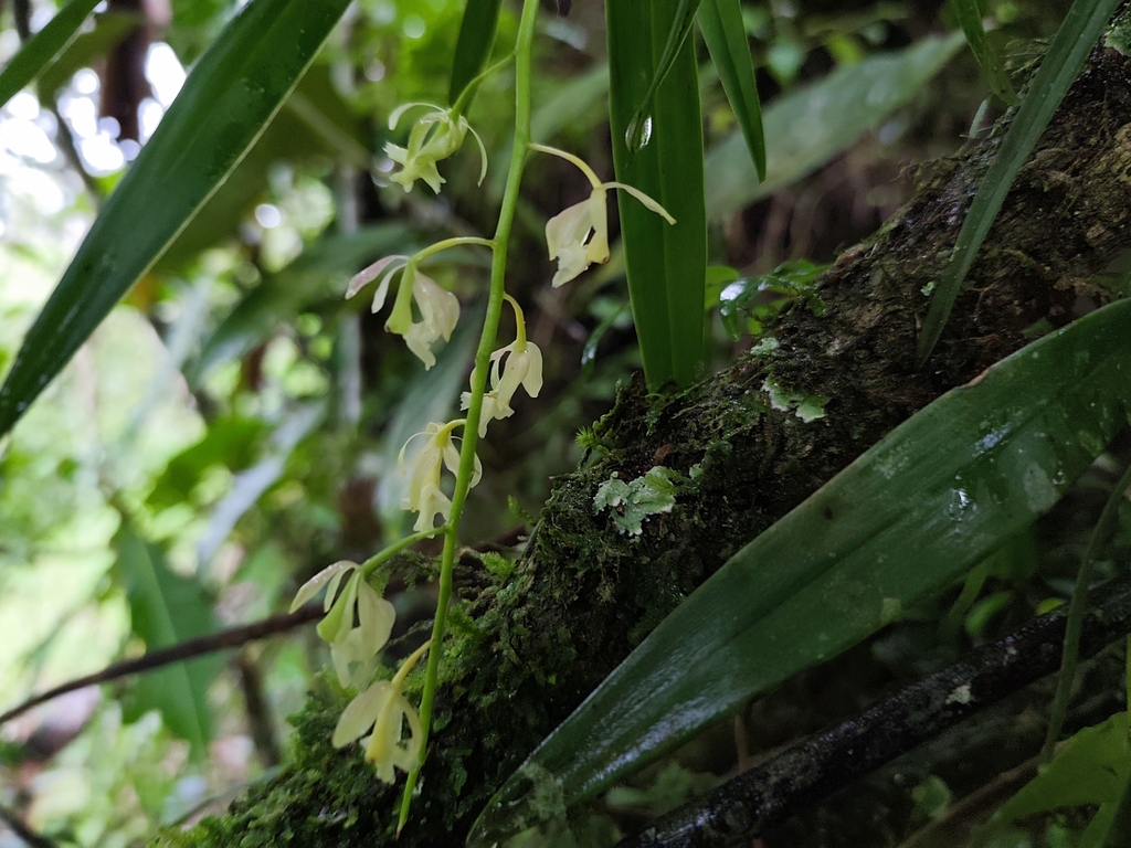 Epidendrum baezense Hágsater & Dodson 3