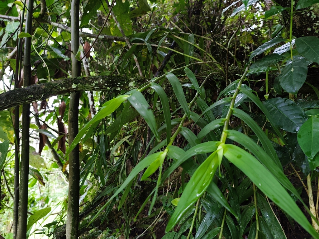 Epidendrum baezense Hágsater & Dodson 4