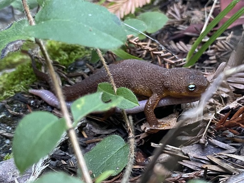 Rough-skinned Newt observed by crow