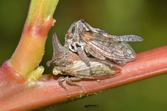 Oxyrhachis