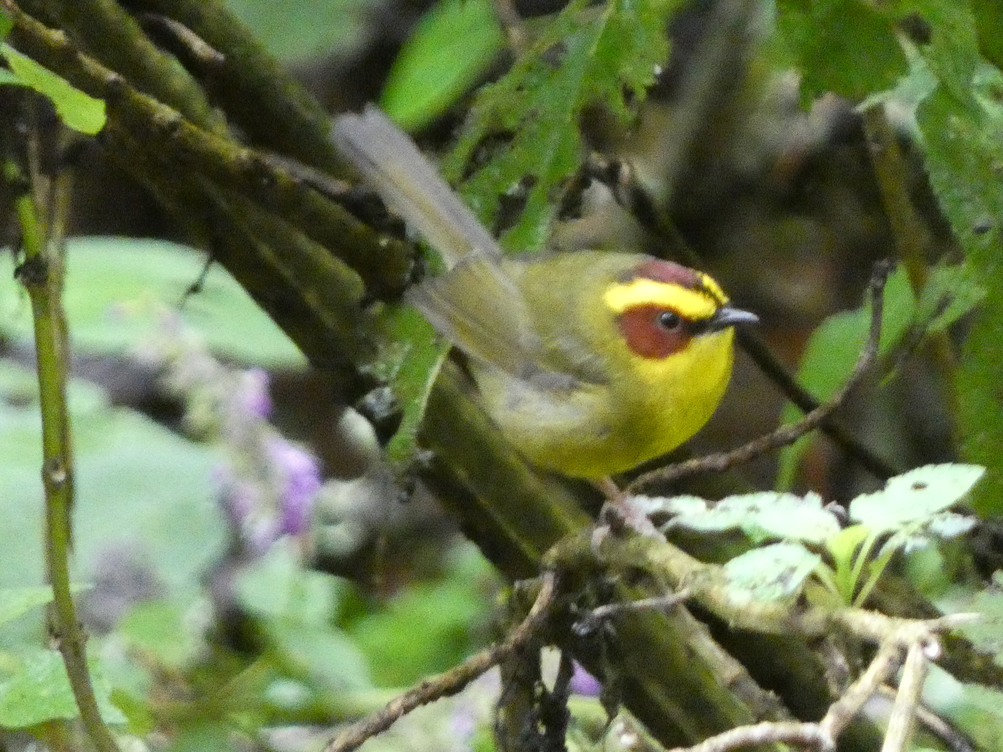Golden-browed Warbler (Basileuterus belli), photo 1