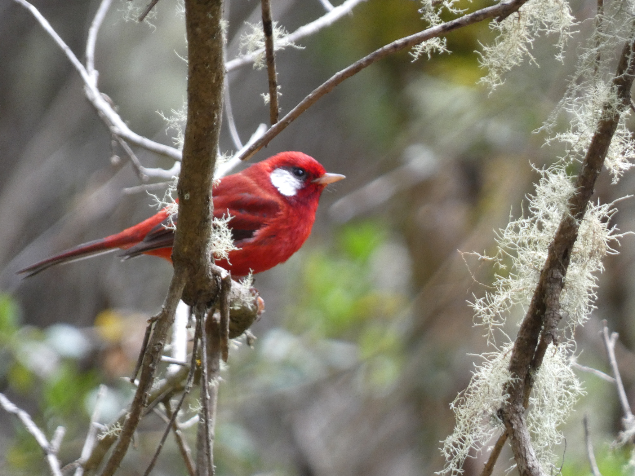 Red Warbler (Cardellina rubra), photo 6