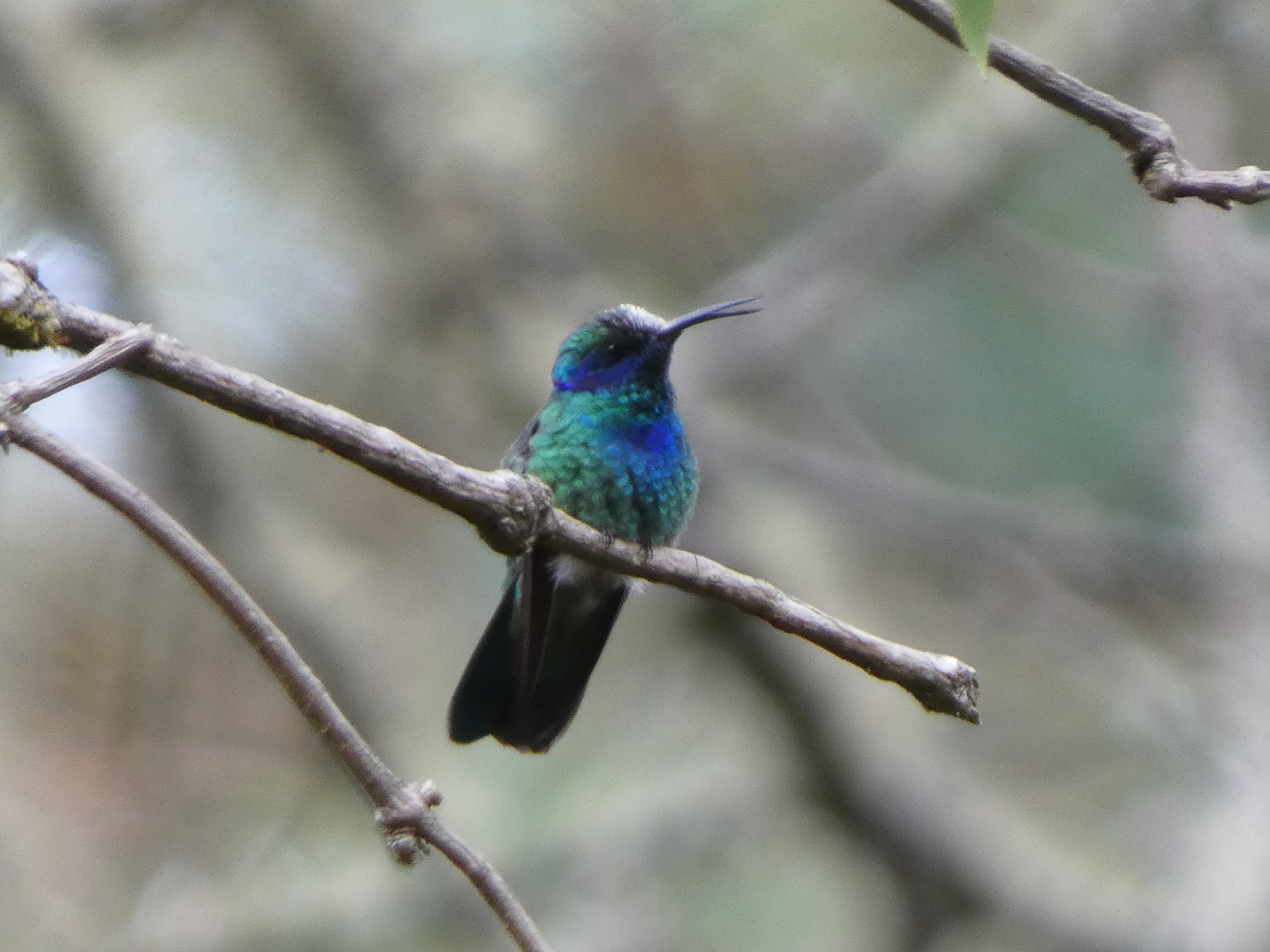 Mexican Violetear (Colibri thalassinus), photo 1