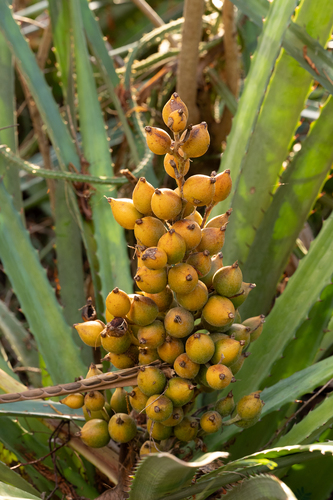 Bromelia pinguin