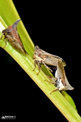Otinotus