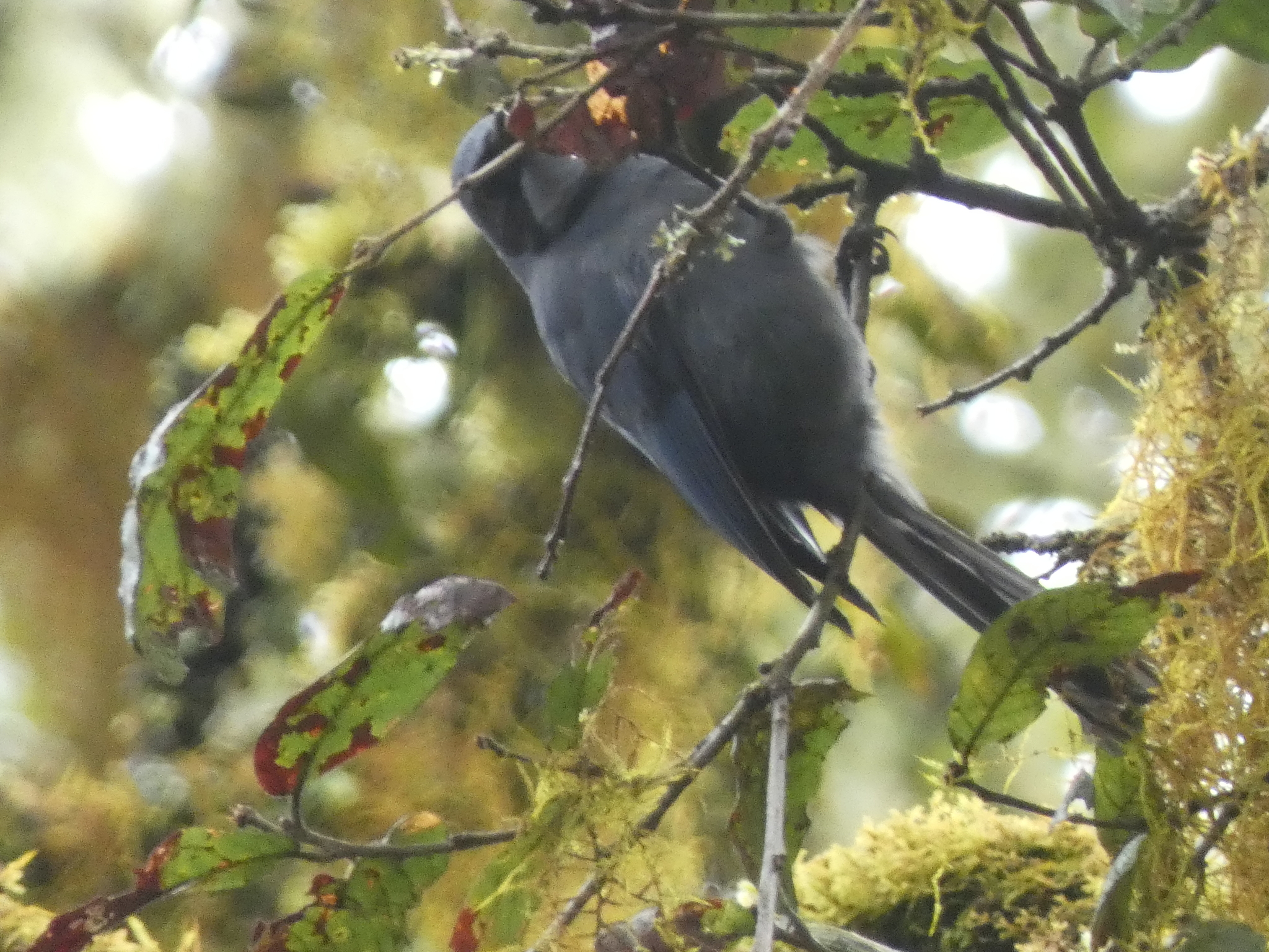 Dwarf Jay (Cyanolyca nanus)