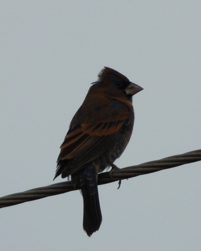 Blue Grosbeak (Passerina caerulea), photo 3