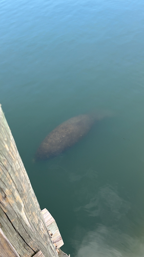 West Indian Manatee observed by madisonwodo