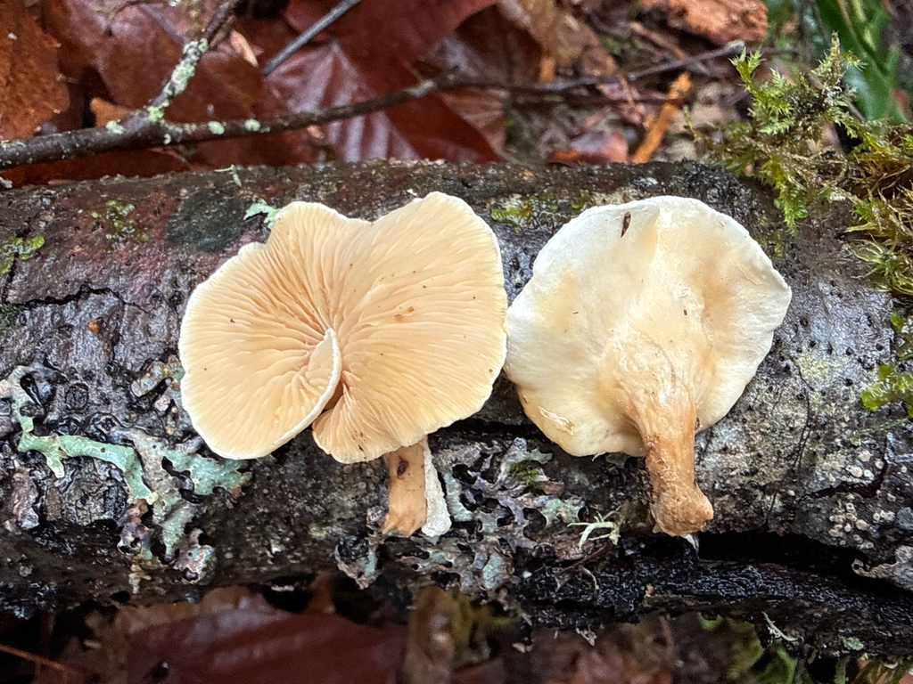 Tectella sp. 'patellaris-PNW01'