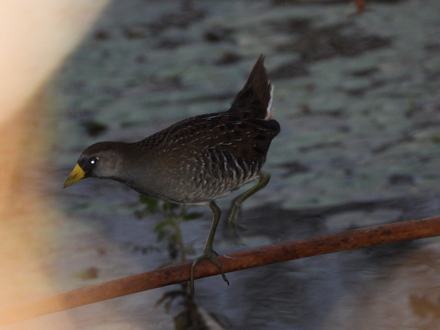 Sora (Porzana carolina), photo 3