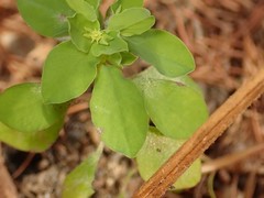 Podosphaera euphorbiae