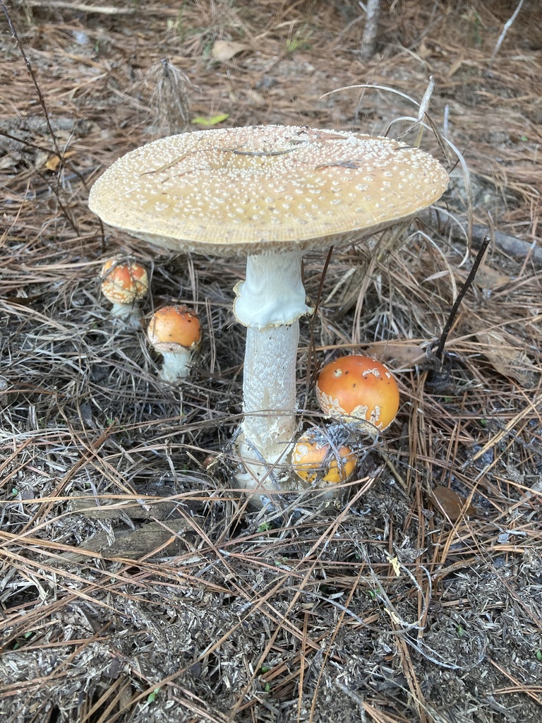 Amanita persicina
