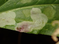 Scaptomyza graminum