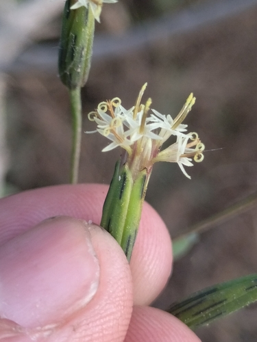Porophyllum punctatum, photograph 3
