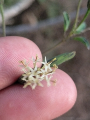 Porophyllum punctatum, photograph 4