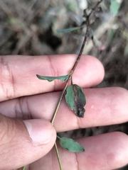 Porophyllum punctatum, photograph author not stated, no rights reserved
