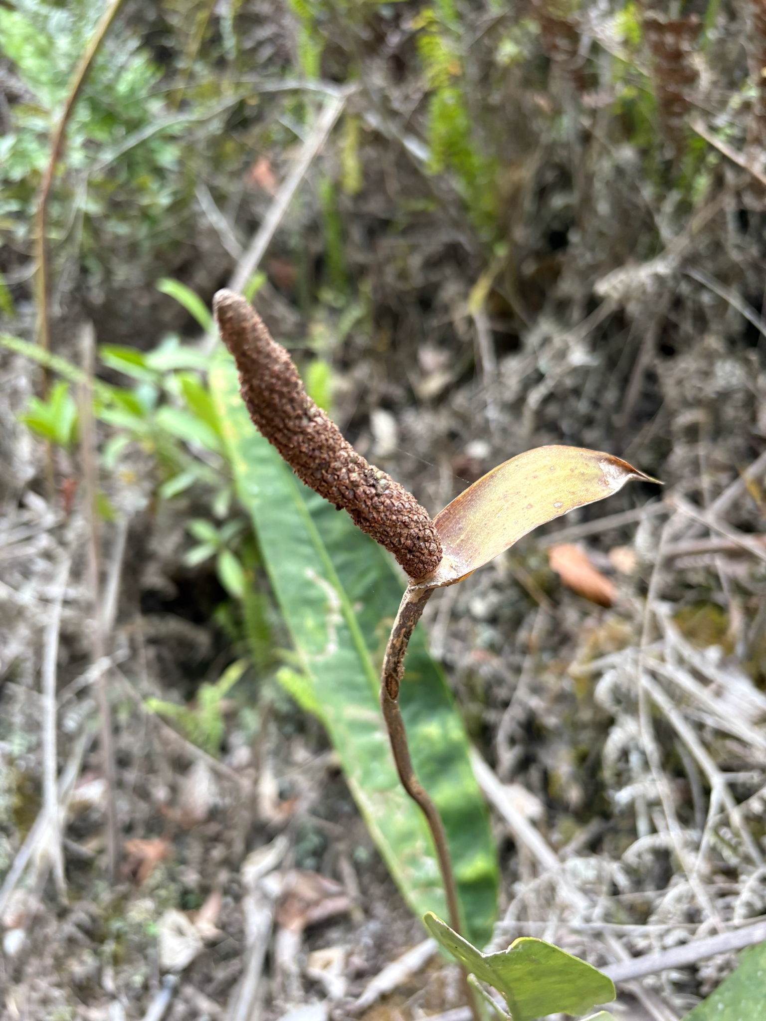 Anthurium fragae Nadruz