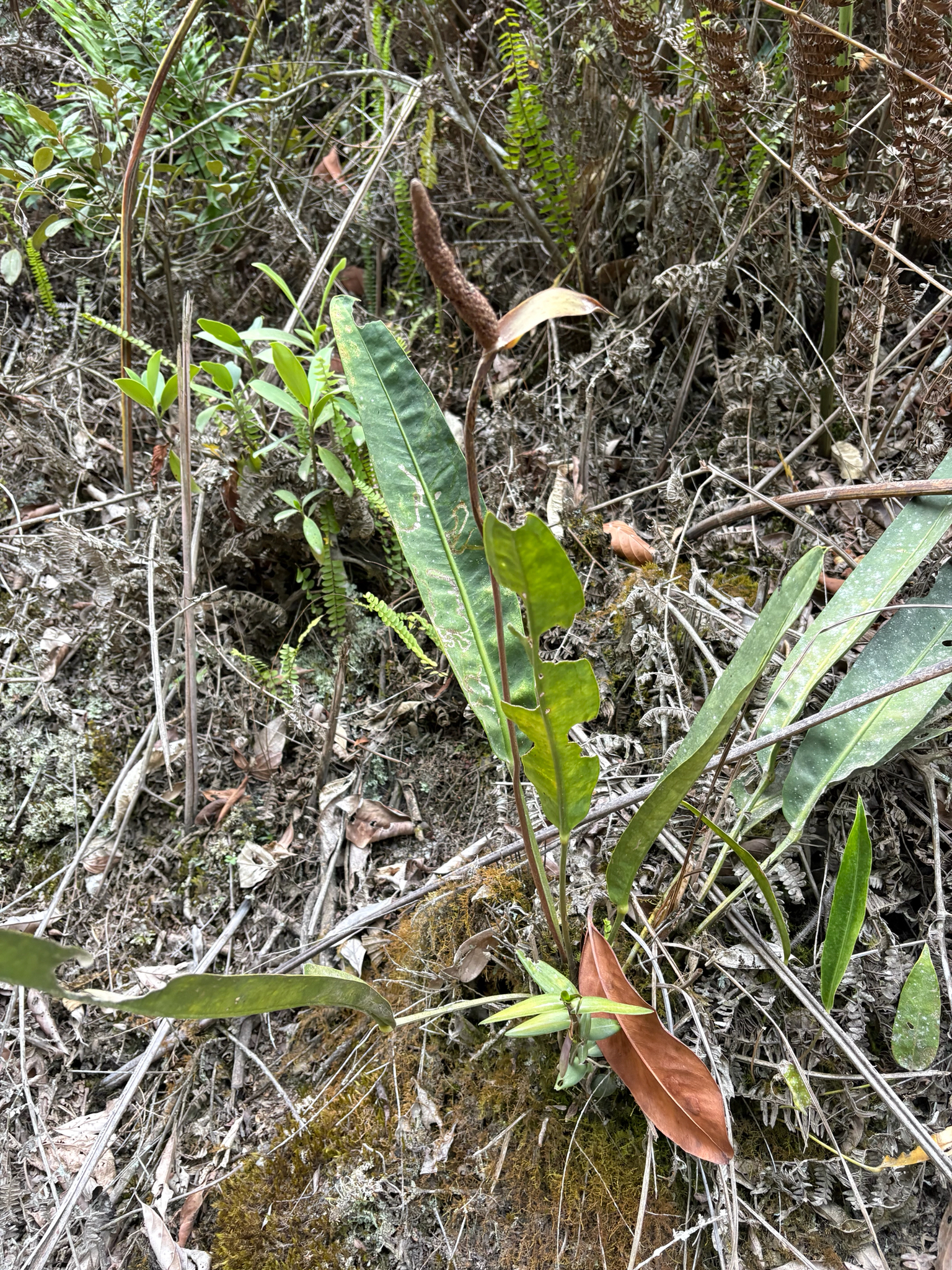 Anthurium fragae Nadruz 2