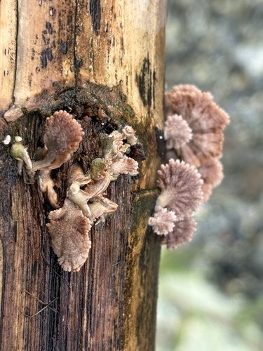 splitgill mushroom