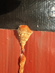 Fuscoporia ferruginosa