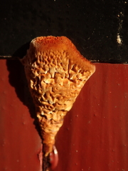 Fuscoporia ferruginosa