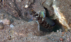 Cryptocentrus sericus