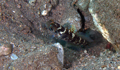 Cryptocentrus sericus