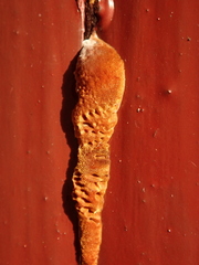 Fuscoporia ferruginosa