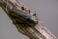 Prasocuris phellandrii