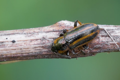 Prasocuris phellandrii