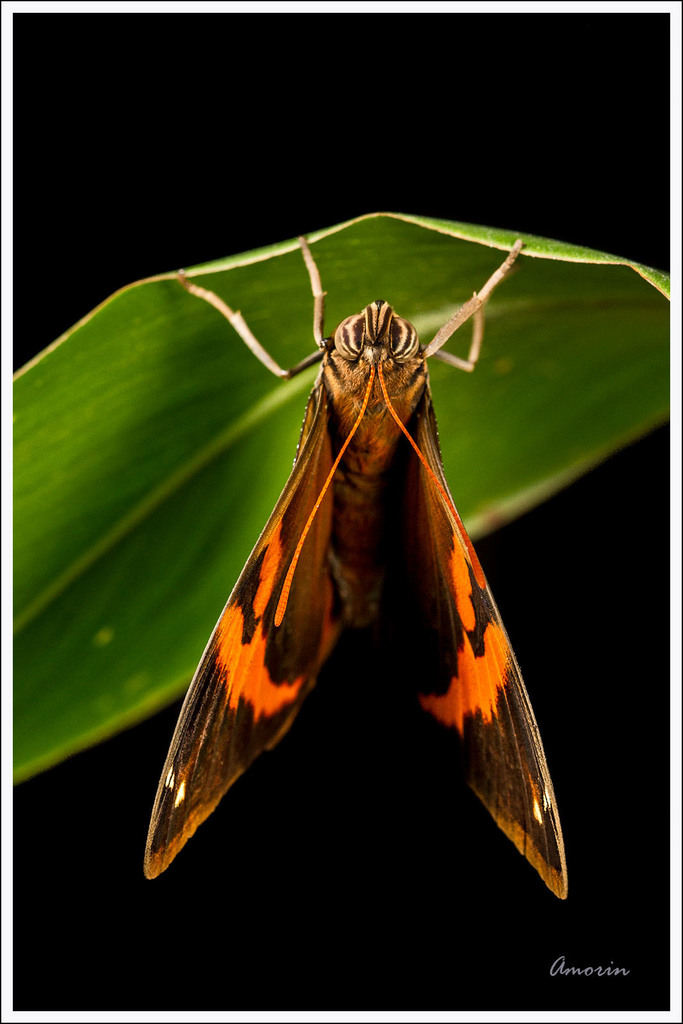 Split-banded Owl-Butterfly