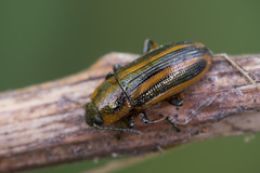 Prasocuris phellandrii