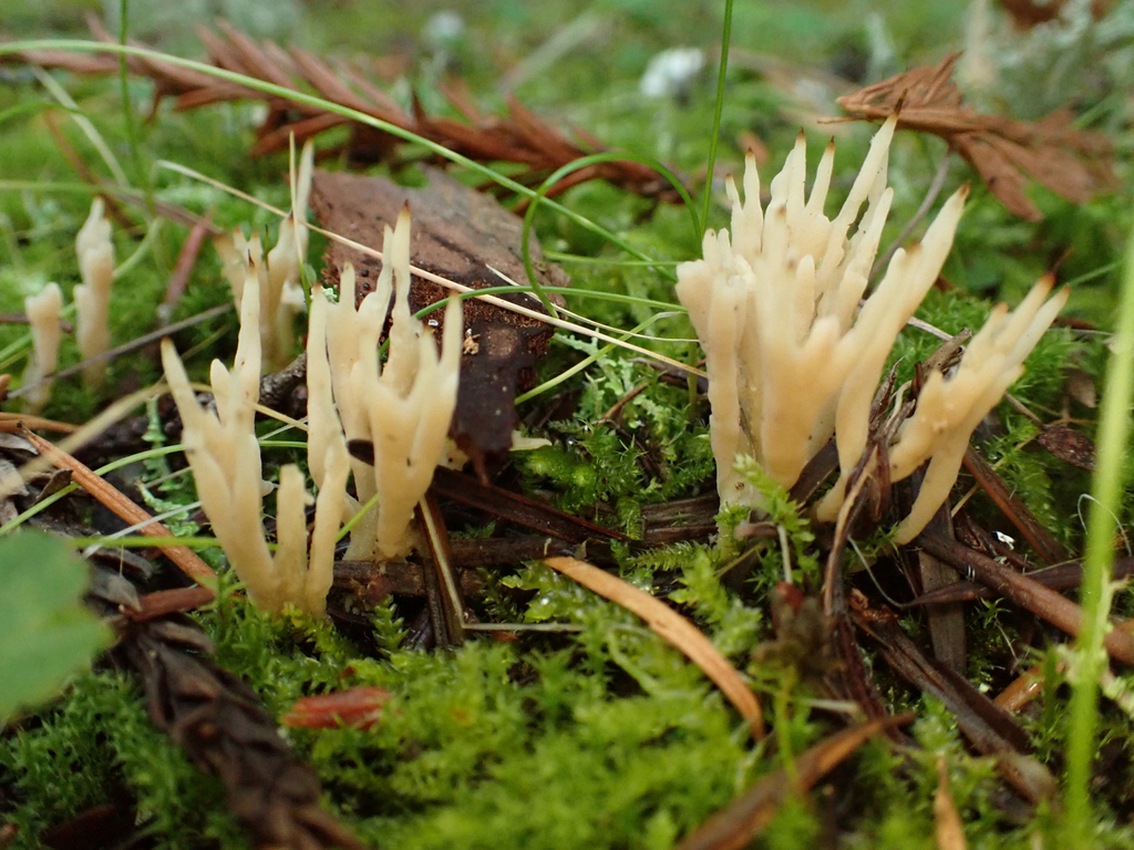Tremellodendropsis tuberosa · January 2026 · photo: © reago (iNaturalist, cc-by)