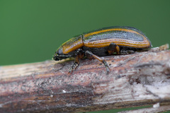 Prasocuris phellandrii