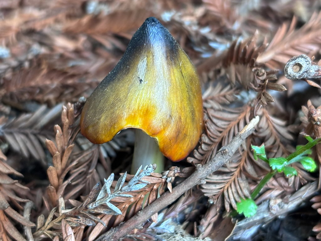 Hygrocybe singeri · January 2026 · photo: © reago (iNaturalist, cc-by)