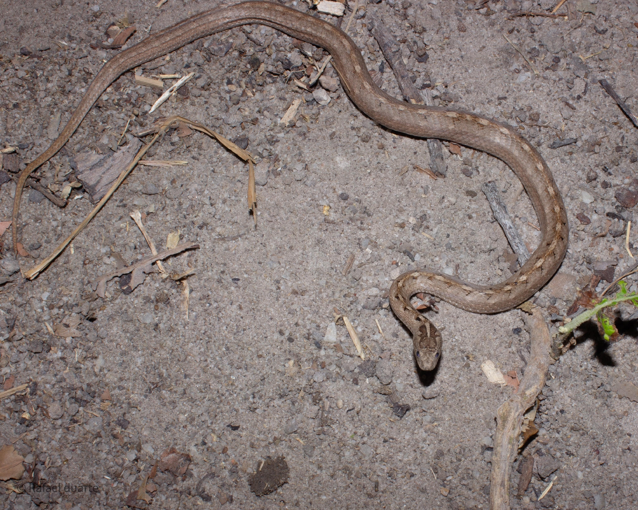 Dryophylax corocoroensis